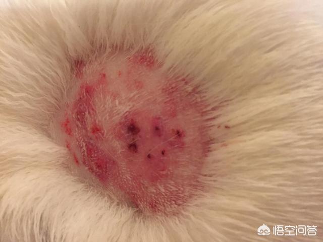 狗狗真菌性皮肤病药浴:狗狗得了真菌能用双氧水吗？ 狗狗肘部真菌性皮肤病