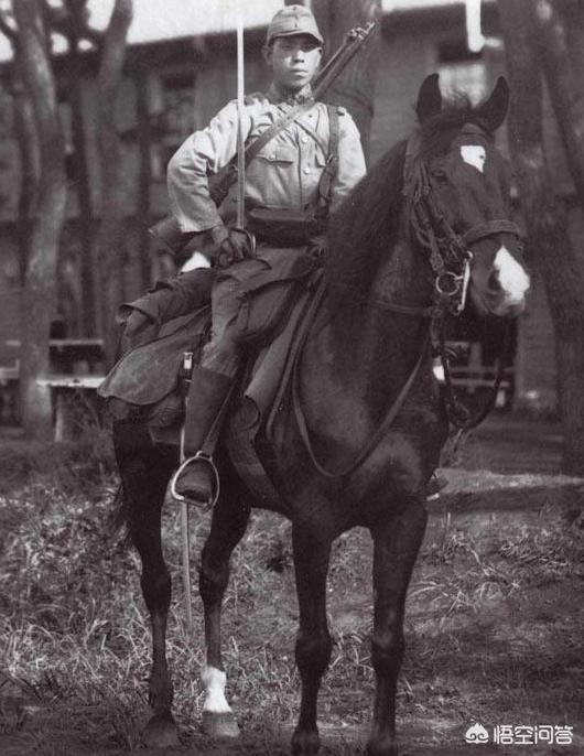 军犬沙皮犬图片:二战期间日本有骑兵联队，那么多的“东洋马”是怎么来的？ 沙皮犬图片及价格