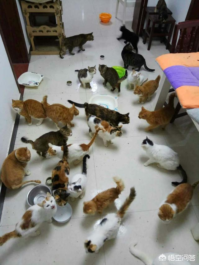国庆长假宠物寄养一笼难求:过年回家了，你打算怎么安顿你家的猫？ 节假日寄养宠物一笼难求