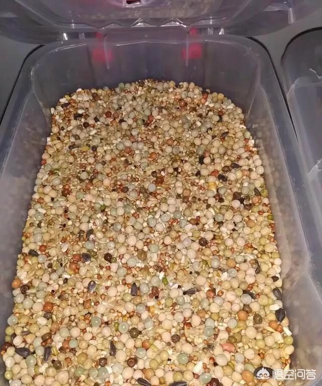 天津升华信鸽饲料:鸽子吃什么下蛋快，鸽子吃什么食物好？