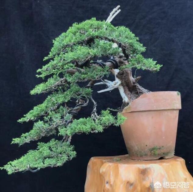 做盆景用的树都比较矮小，是如何栽培的？插图14