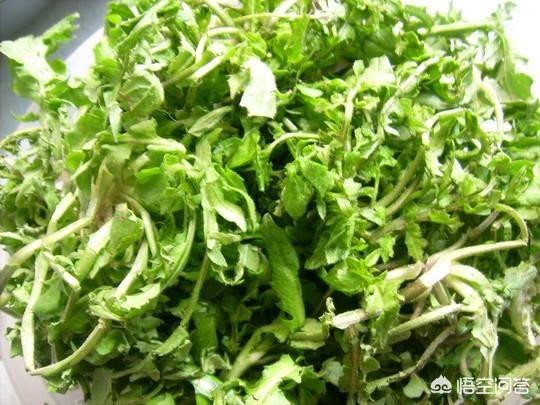 荠菜是个好东西,你们吃过吗？