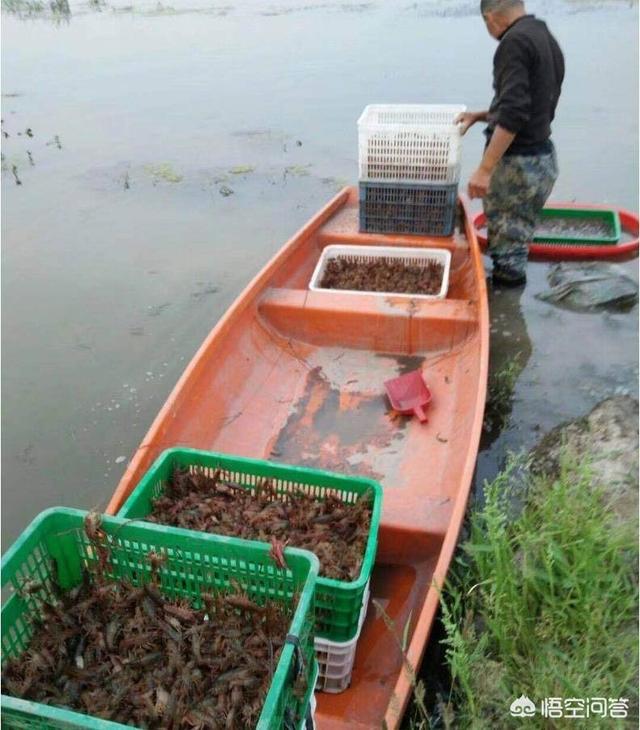 高市早苗黑历史有多少，在稻田养殖小龙虾有什么需要注意的