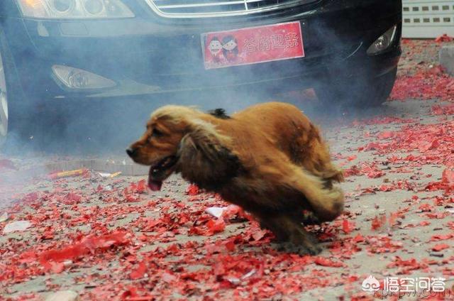 巴哥犬图片:三十晚的鞭炮，你家狗怕吗？