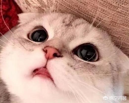 喜马拉雅种猫:哪些品种的猫比较亲近人？