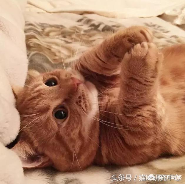 菊缅因猫和菊猫的区别:二哈和胖橘猫，哪一个才是你的最爱？