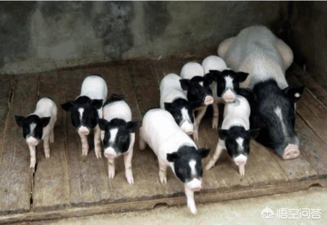 哪里有小香猪养殖场:2019年养殖香猪赚钱吗？香猪养殖前景如何？