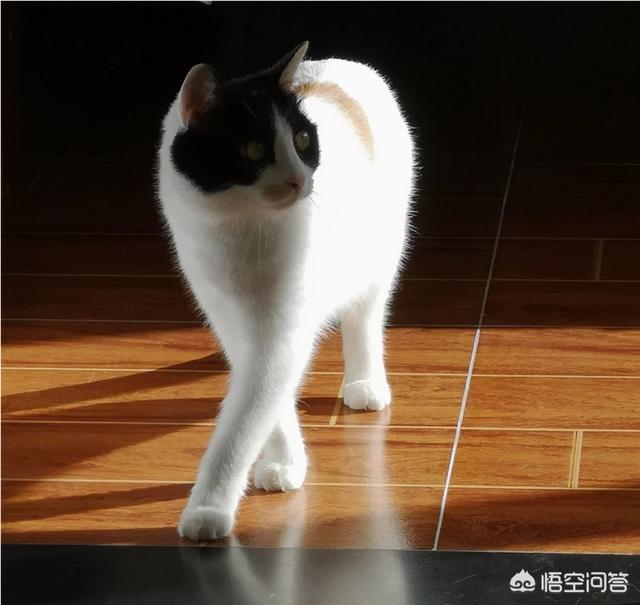 西伯利亚森林猫舍:养有品种的猫和土猫的差别大吗？