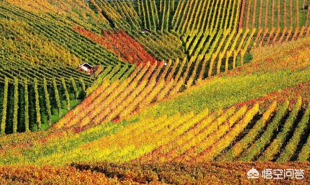 德国红酒，有人说气候变暖对德国的葡萄酒农有好处，是这样吗为什么