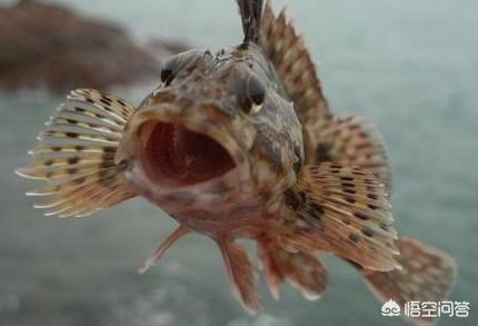 头条问答 海鱼中的石九公 如何钓能比较快又钓得多 随波逐流话钓鱼的回答 0赞