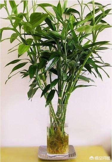 富贵竹的种植方法图解:有什么办法可以让富贵竹快速生长？