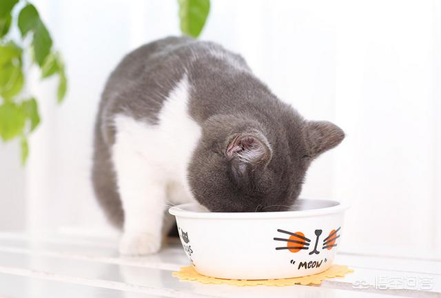 饲养猫论坛:家里养的猫不想养了怎么处理可以不造成麻烦？