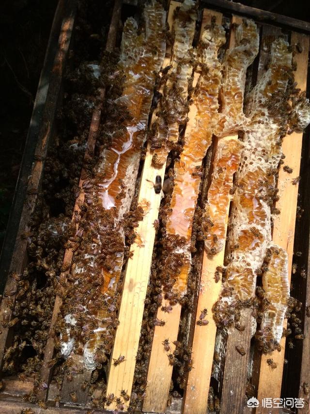 蜜蜂的知识:初次养蜂，购进蜂群后如何开展工作？需要注意哪些问题？