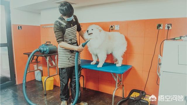 宠物商机网:宠物行业未来怎么样？如何从基础做起？