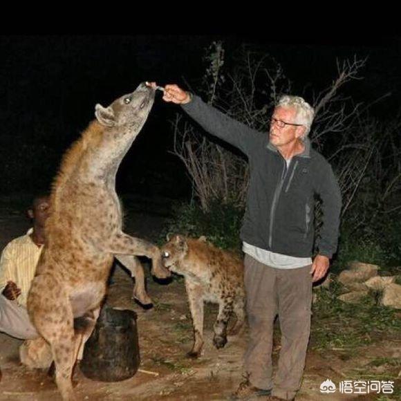 狗扑电影网视频大全:鬣狗和北美灰狼单挑，谁的胜算更大？