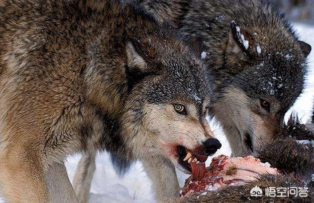 野狗vs鬣狗真实记录:鬣狗和北美灰狼单挑，谁的胜算更大？