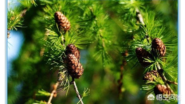 松针是否可以泡茶有哪些功效和作用