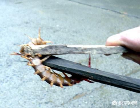 中国红巨龙蜈蚣只排第二:巨型蜈蚣有毒吗，在野外遇到该怎么办？ 中国红巨龙蜈蚣的形态有什么特点