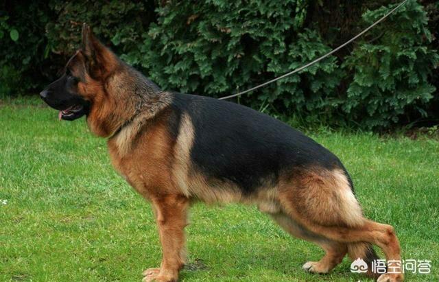 黑色德国牧羊犬:黑背和德牧的区别有哪些？