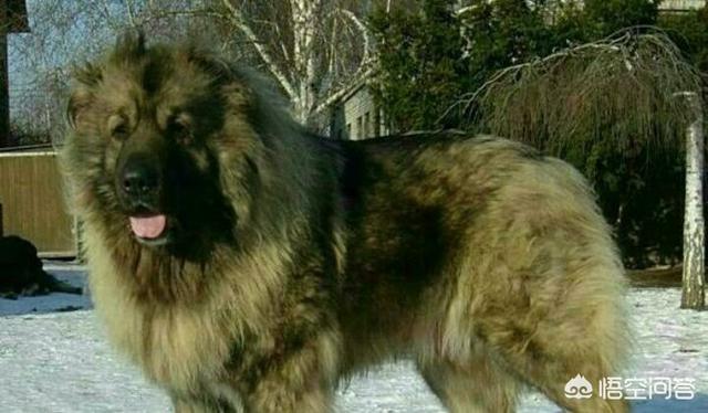 高加索牧羊犬养殖:高加索犬有什么样的优缺点？