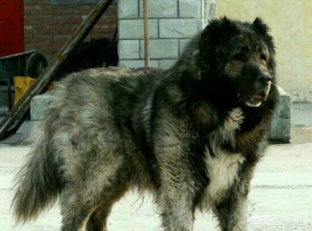 高加索牧羊犬养殖:高加索犬有什么样的优缺点？