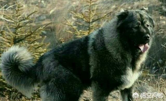 土耳其坎高犬 藏獒:我国的哪种狗可以打得过坎高犬？为什么？