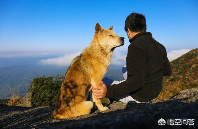 狗老了有什么特征，老狗狗有什么行为表现它还能活久点？