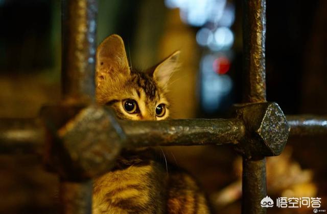 西安免费领养猫:在广州哪里可以领养到可爱的狗狗？