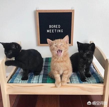 皇家奶糕罐头是主食罐吗:一个月花500养猫，够吗？