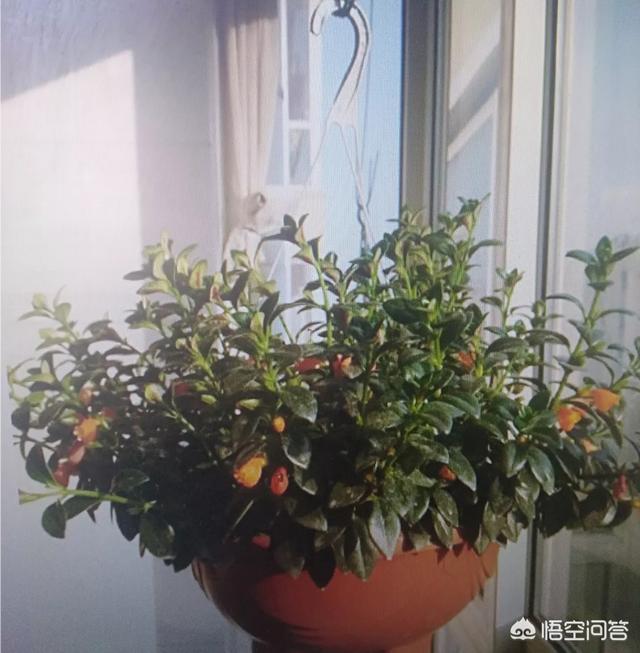 金鱼草怎么养才能开花，盆栽的金鱼草，夏季需要遮阴吗应该怎么养护