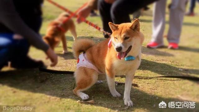 柯基论坛体:柯基7月半来月经正常吗？柯基正常是几个月来事？