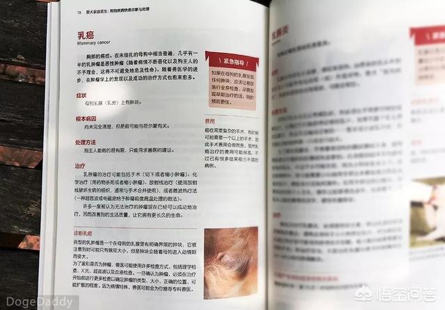 柯基论坛体:当初决定养柯基犬的你，有没有后悔过？