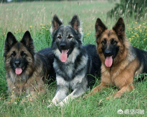 德国牧羊犬论坛:有些人说德国牧羊犬不适合成为家庭伴侣犬，真的是这样吗？