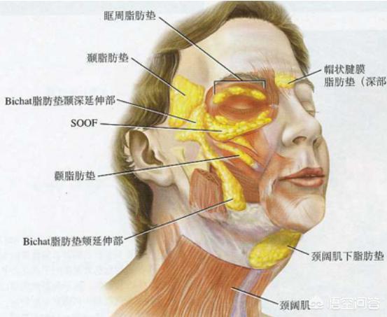 面部下垂怎么办;十几岁面部下垂怎么办