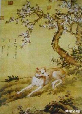 细犬:中国细犬到底是什么样的？滑条是细犬吗？