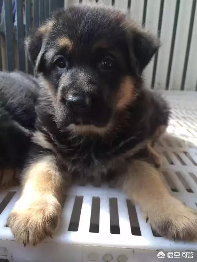 上虞德国牧羊犬论坛:有人说德国牧羊犬比较凶，能不能当导盲犬呢？