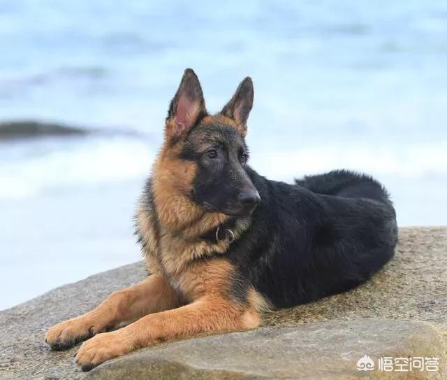 上虞德国牧羊犬论坛:有人说德国牧羊犬比较凶，能不能当导盲犬呢？