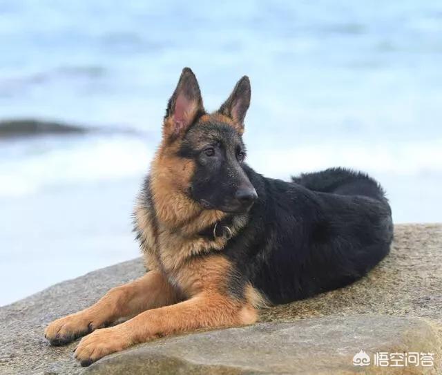 德国牧羊犬图片:有人说德国牧羊犬比较凶，能不能当导盲犬呢？