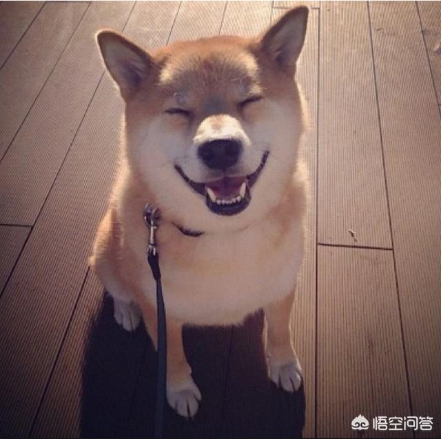 狗狗反刍的相关知识:柴犬突然吐出一堆食物，这是怎么回事？需要注意哪些问题？
