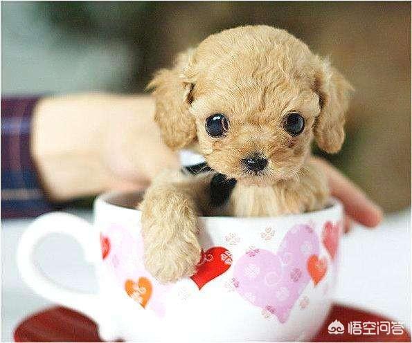 茶杯犬是怎么做出来的:如何给茶杯犬购买或制作嘴套？
