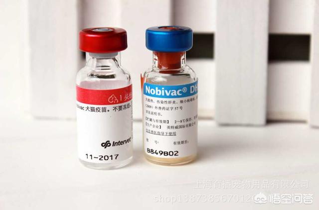 真假英特威疫苗辨认:英特威犬用疫苗为什么有两种？
