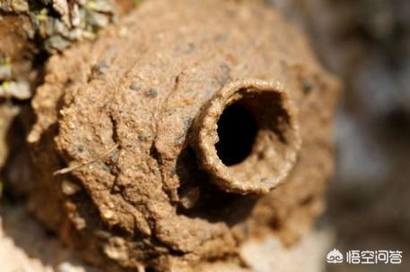 蜂猴药用价值是什么:蜂猴的毒素在哪里 爬蚱的营养和药用价值有哪些？