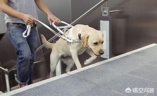 导肓犬小qip电影儿童版:你支持残疾人携带导盲犬乘坐公共交通吗？为什么？