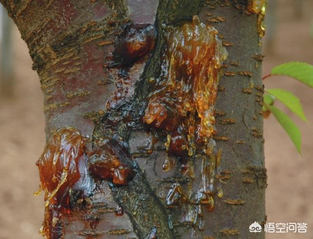 樱桃树干留焦十大名狗怎么治:樱桃树天牛怎么治疗 种植樱桃如何预防流胶病？
