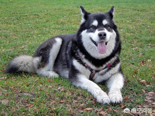 雪橇犬:为什么雪橇犬不能拉雪橇，这样真的对狗有害吗？ 雪橇犬有几种