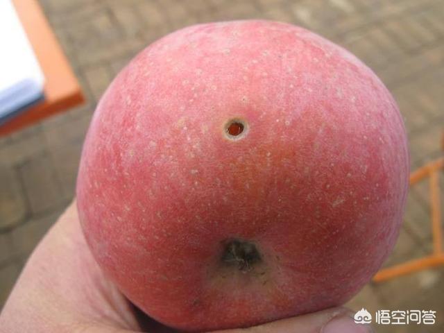 水果大战害虫:有些水果外面完好无损，里面的虫子是怎么“长”出来的？