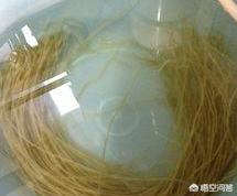 粉条白菜五花肉,这个家常菜最好吃的做法是什么?