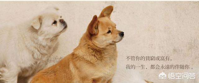 反虐待动物法:犬只管理是合法合规的，那么对于恶意伤犬的人该怎么监管呢？