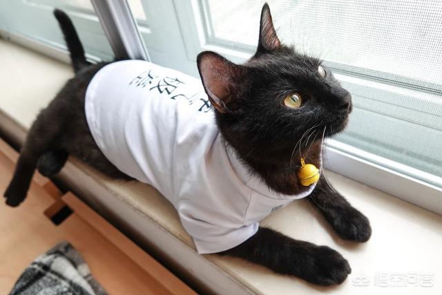 公猫绝育:一周岁的公猫能做绝育吗？平时不怎么叫的话不做绝育可以吗？