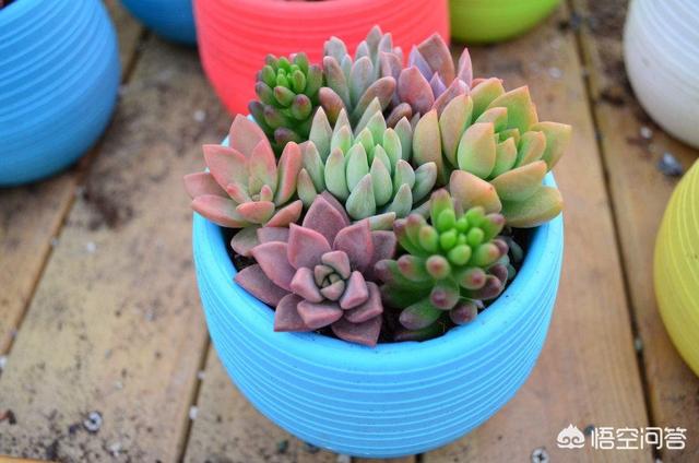 多肉大和锦根能长多粗:多肉植物长气根是怎么回事？如何处理？